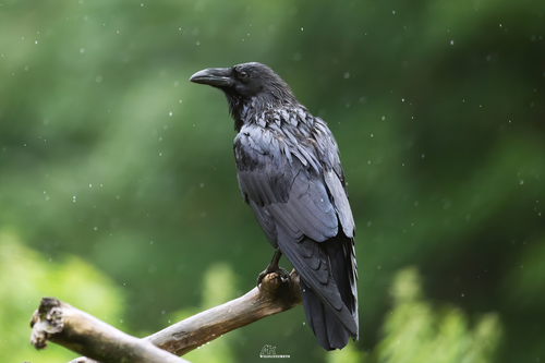 Common Raven