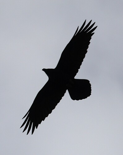 Common Raven