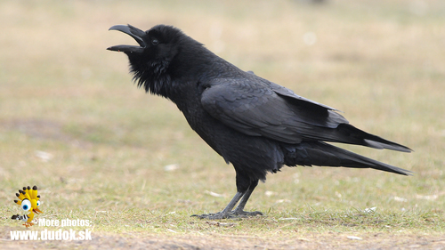 Common Raven