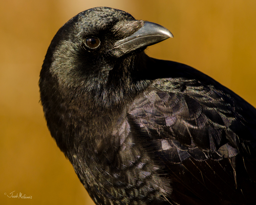 American Crow