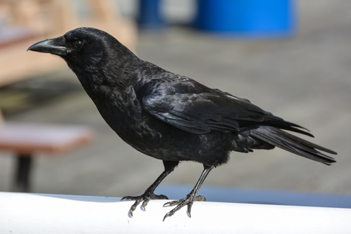American Crow
