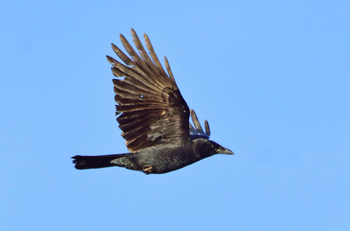American Crow