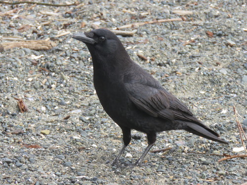 American Crow