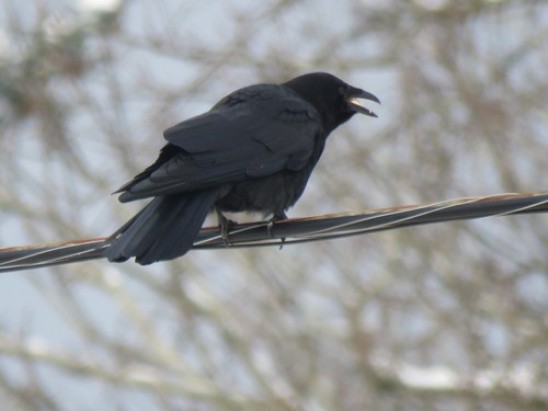 American Crow