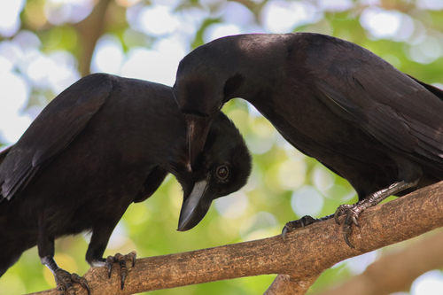 Large-billed Crow