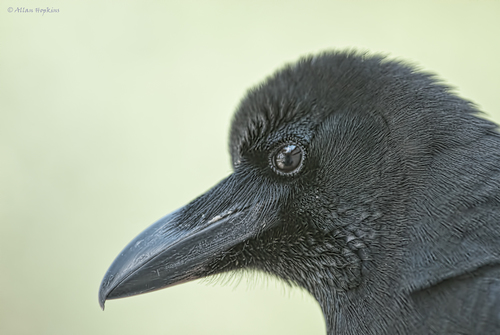 Large-billed Crow
