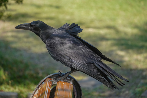 Large-billed Crow