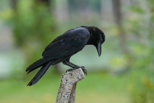 Large-billed Crow