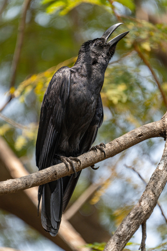 Large-billed Crow