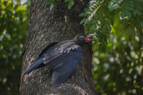 Large-billed Crow