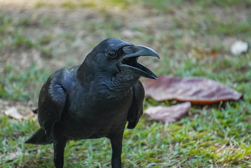Large-billed Crow
