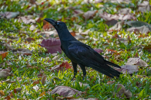 Large-billed Crow