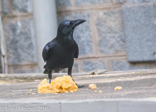 Large-billed Crow