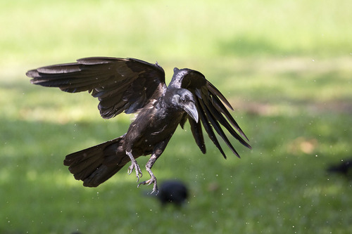 Large-billed Crow