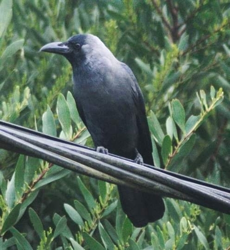 House Crow | Native Nature
