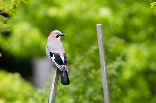 Eurasian Jay