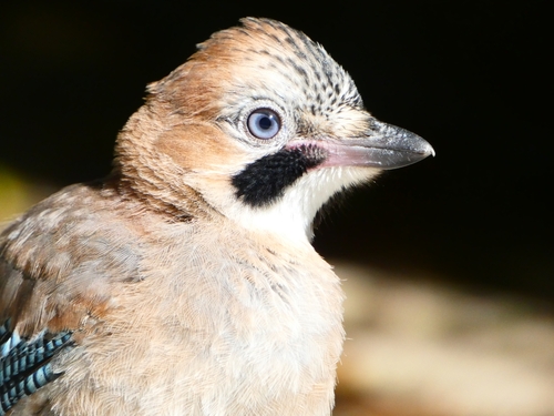 Eurasian Jay