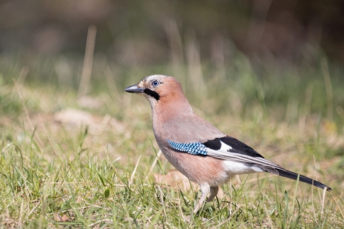 Eurasian Jay