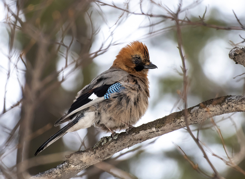 Eurasian Jay