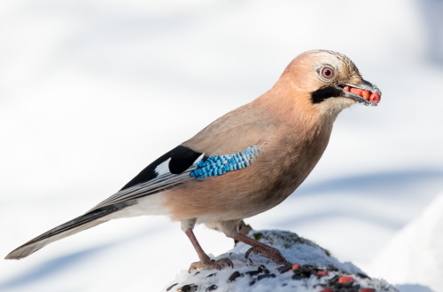 Eurasian Jay