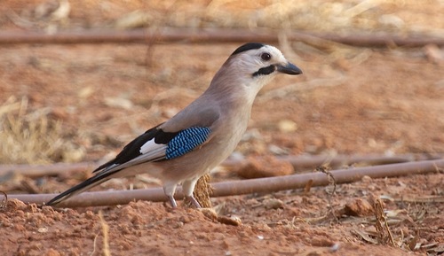 Eurasian Jay