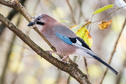 Eurasian Jay