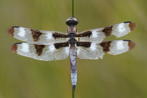 Twelve-spotted Skimmer
