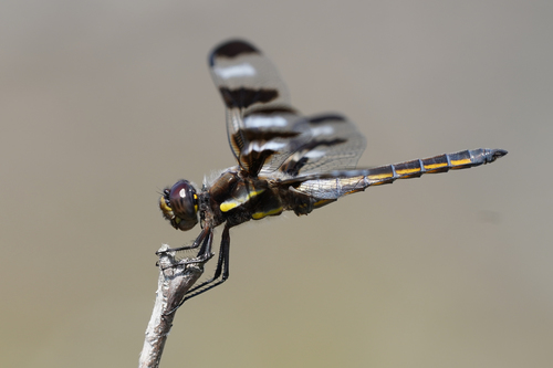 Twelve-spotted Skimmer