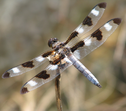 Twelve-spotted Skimmer