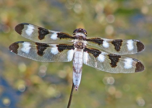 Twelve-spotted Skimmer