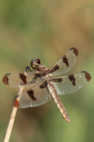 Twelve-spotted Skimmer