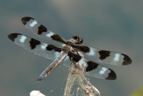 Twelve-spotted Skimmer