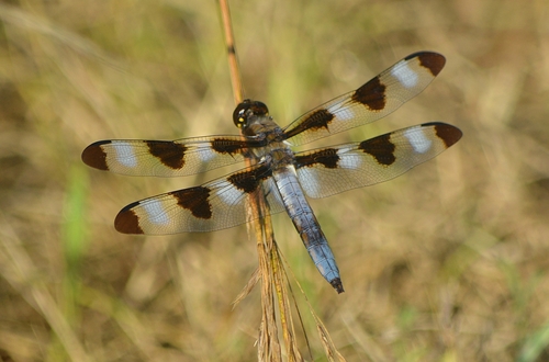 Twelve-spotted Skimmer