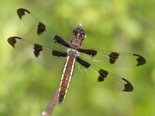 Twelve-spotted Skimmer