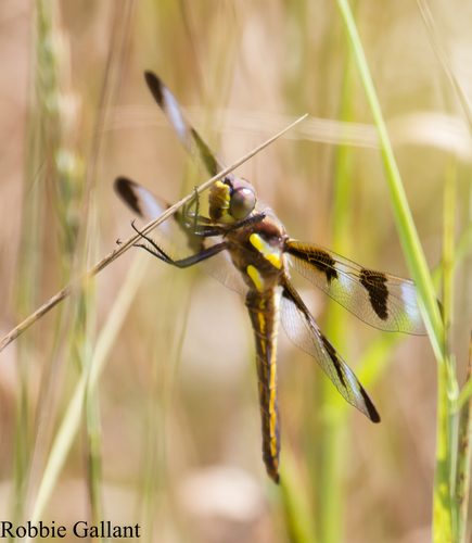 Twelve-spotted Skimmer