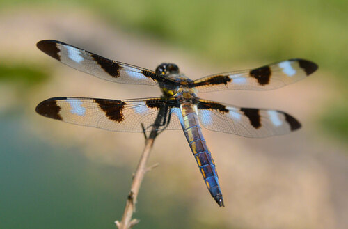 Twelve-spotted Skimmer