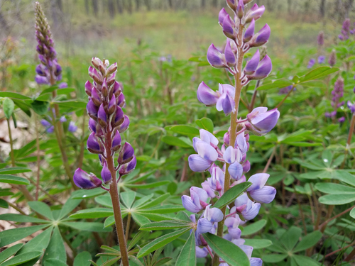Sundial Lupine