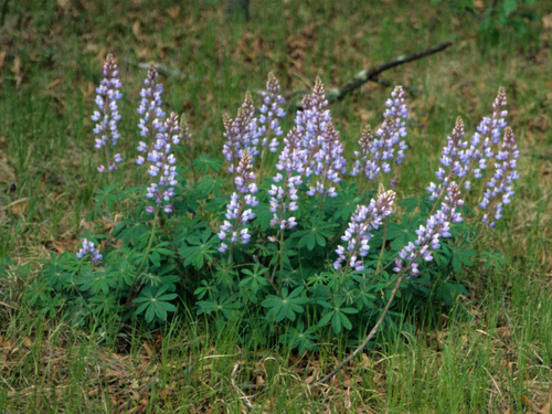 Sundial Lupine