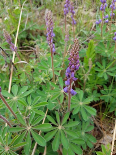 Sundial Lupine