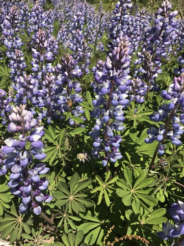 Sundial Lupine