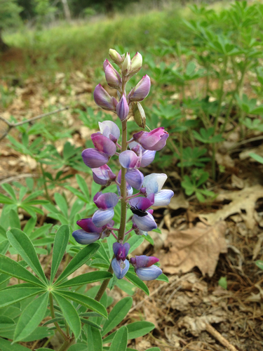 Sundial Lupine
