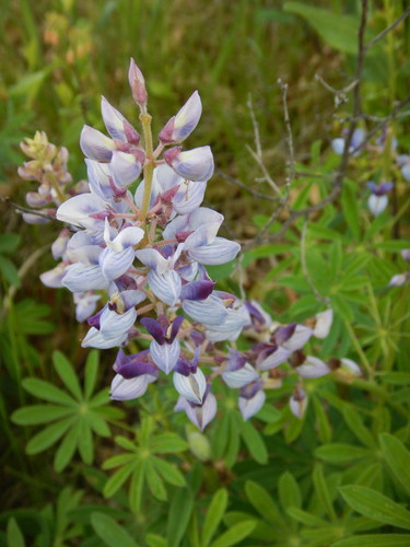 Sundial Lupine