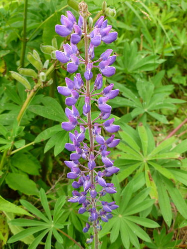 Sundial Lupine