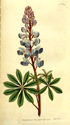 Sundial Lupine
