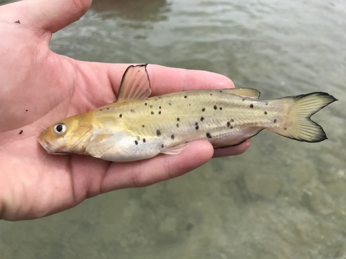 Channel Catfish