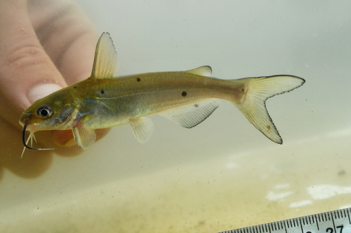 Channel Catfish