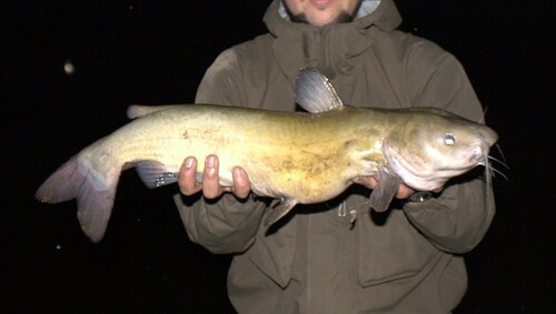 Channel Catfish