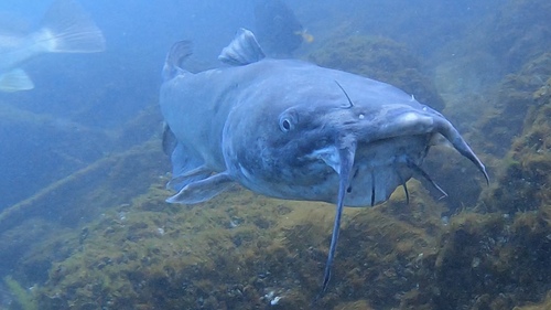 Channel Catfish