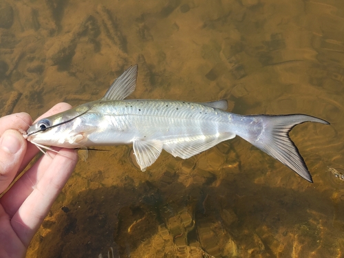 Channel Catfish