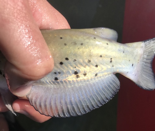 Channel Catfish